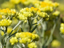 Carica l'immagine nel visualizzatore di Gallery, EVERYDAY WASH - Shampoo ad uso frequente