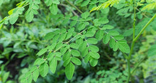 Carica l&#39;immagine nel visualizzatore di Gallery, MORINGA WASH - Shampoo Anti-inquinamento
